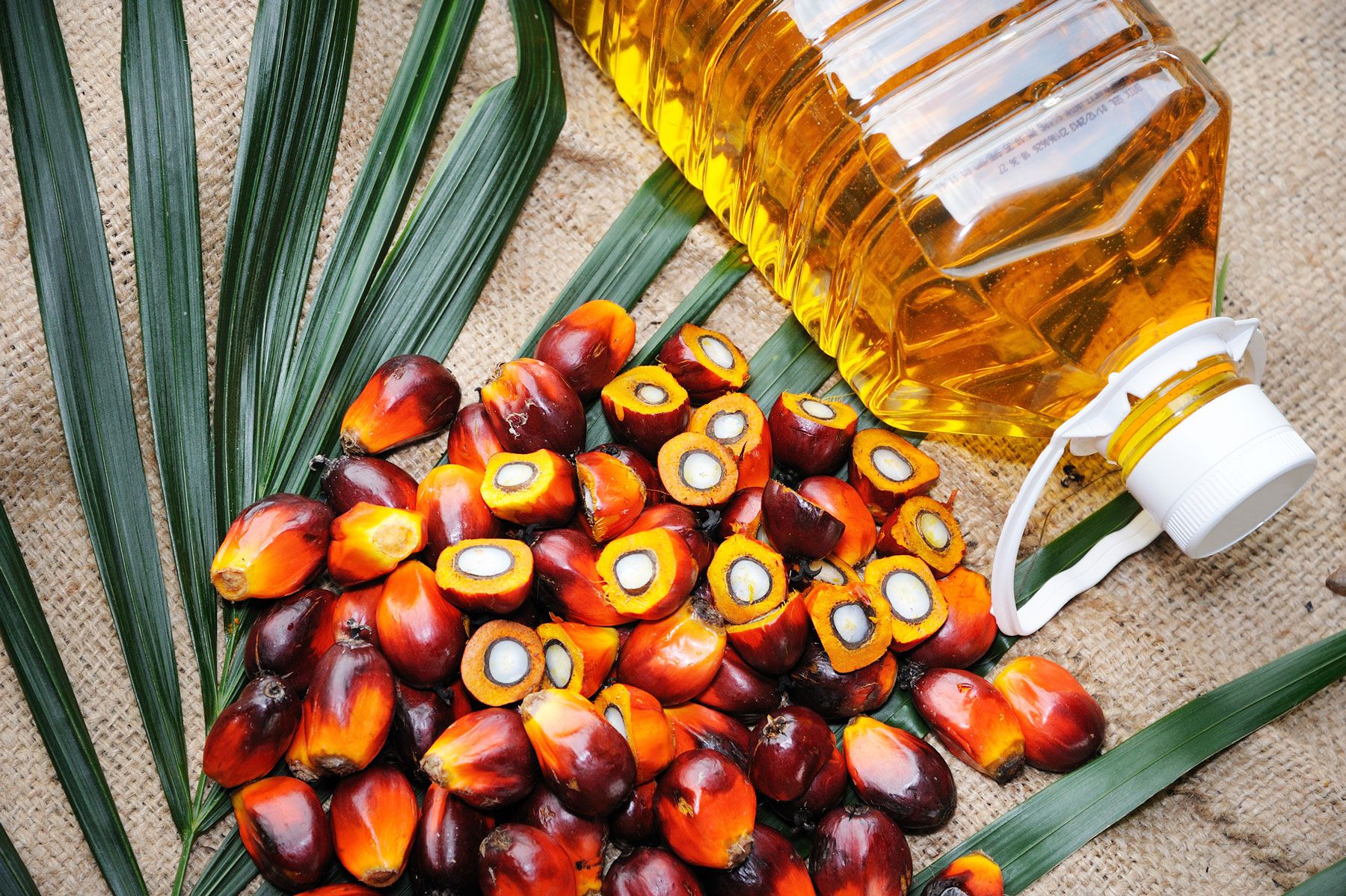 what-is-palm-oil-fruit-bottle-69d5811917704134bf1ea428fb631499